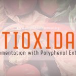 polyphenol antioxidant